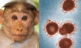 美国猴痘爆料新闻视频,最新爆料视频揭示惊人真相